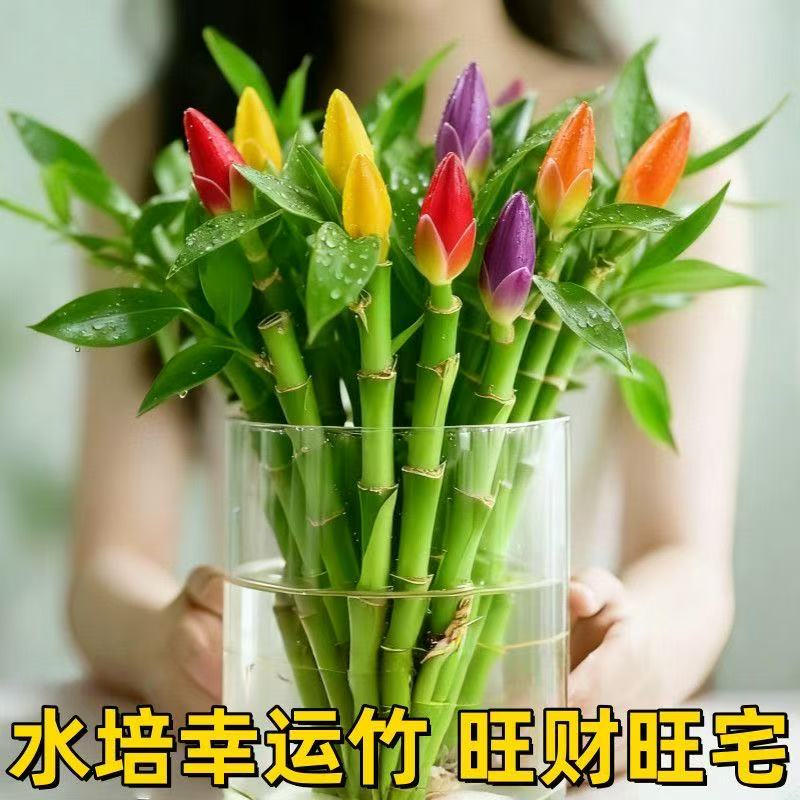 幸运竹观音竹四季招财好运水培富贵竹客厅办公净化空气盆栽吸甲醛