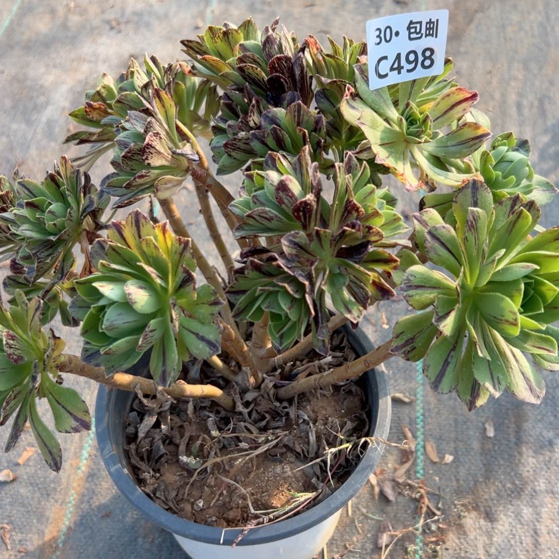 498碧火多肉法师