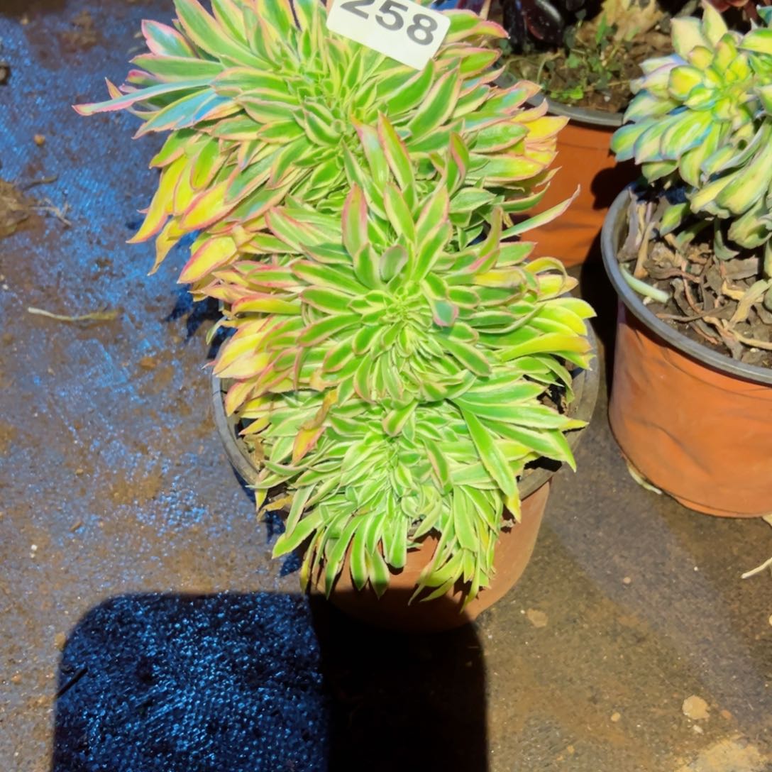 258 号多肉植物新年特价福利