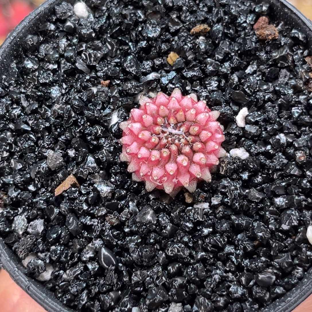 糖果缀化 米哈仙人球