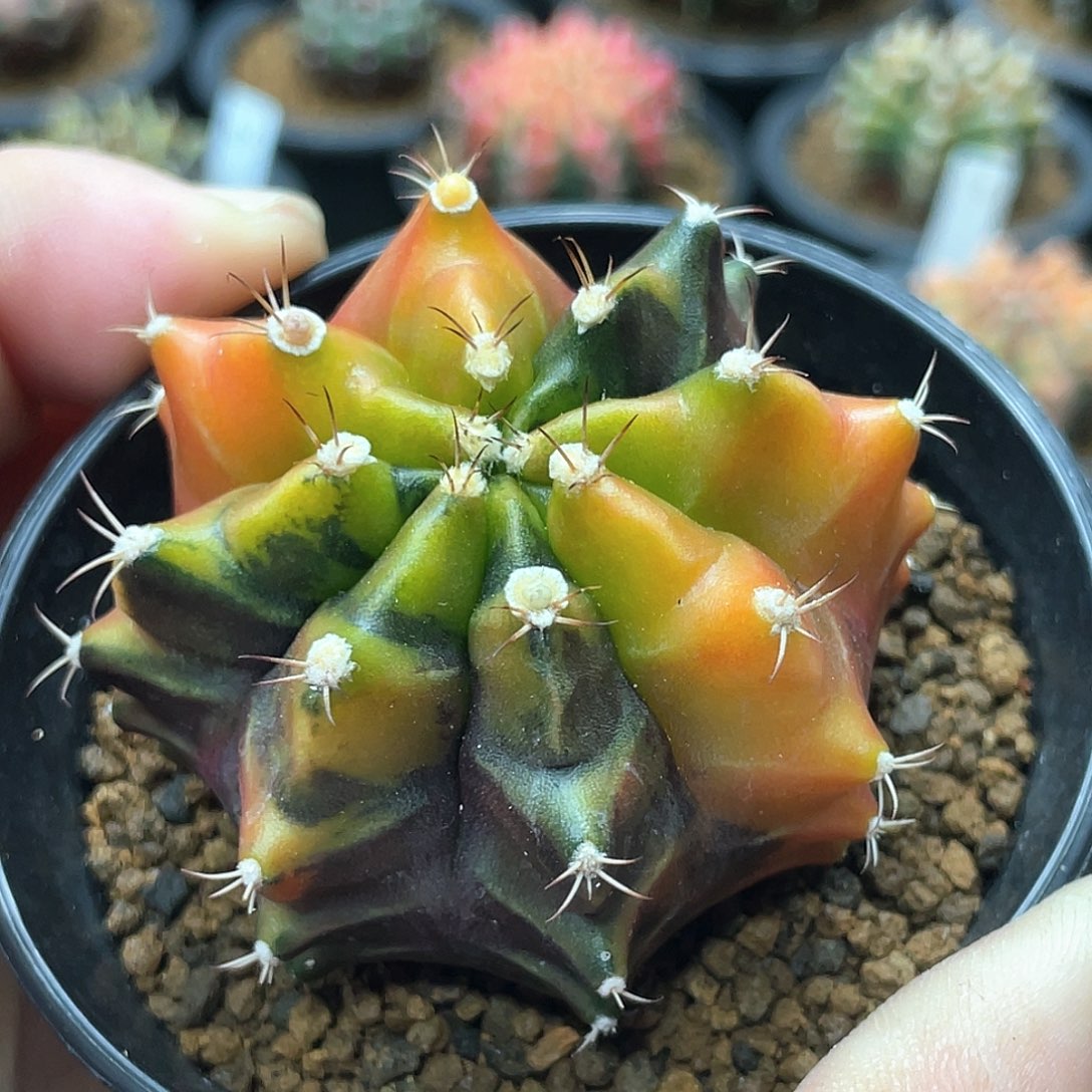 当前无花朵，栽培后可花朵泰系实生根sepia米哈锦