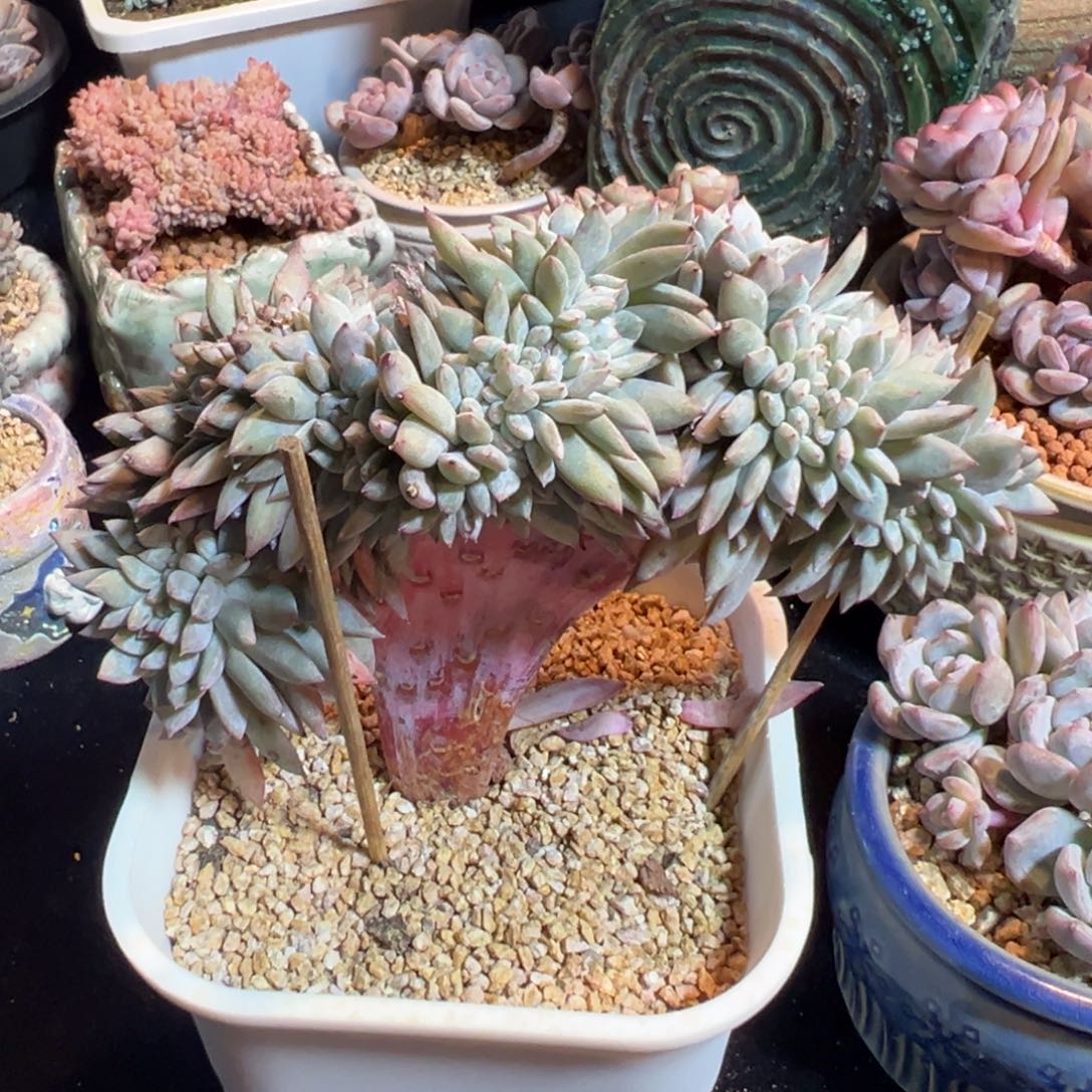 新年快乐 新年快乐