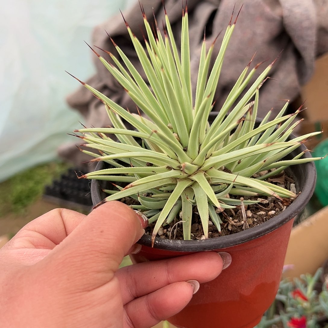 多肉植物多肉植物