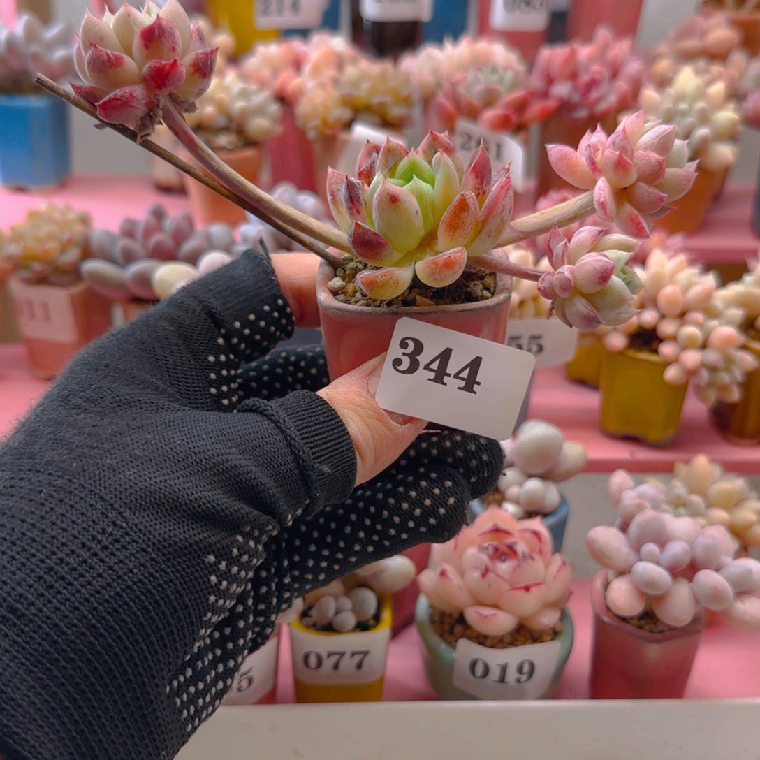 飘枝杂交肉344 ，带盆土发货，满38包邮非偏远。