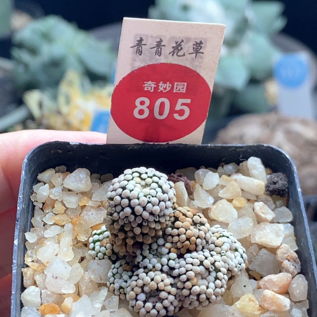 自根松针牡丹群一颗