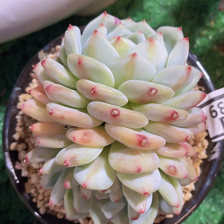 白拉糖25239多肉植物