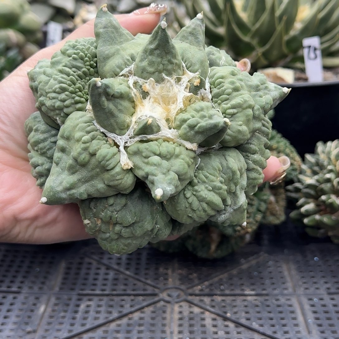 自根怒涛牡丹仙人球