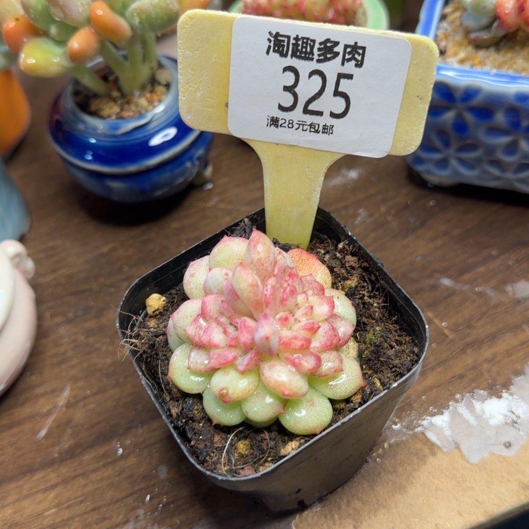 所有植物双头都是植物