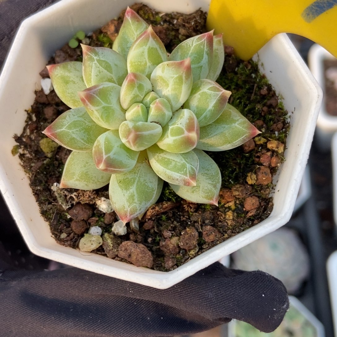 719伊丽莎白多肉植物