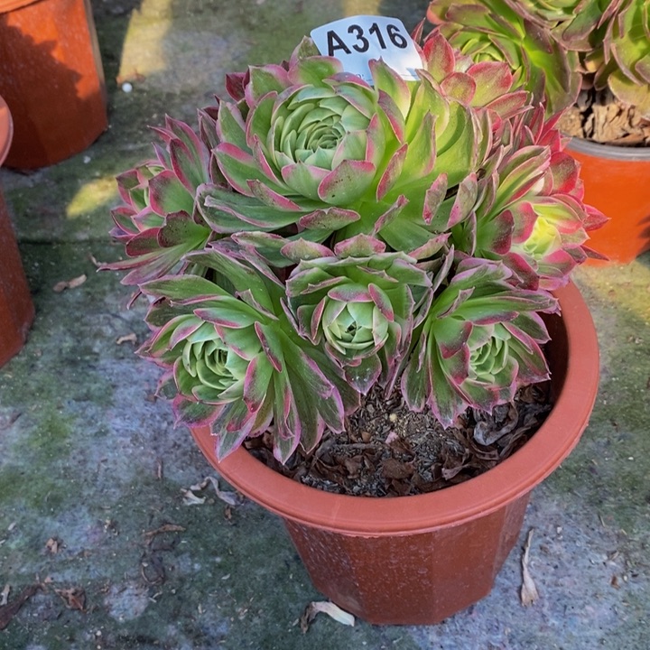 海王多肉植物316