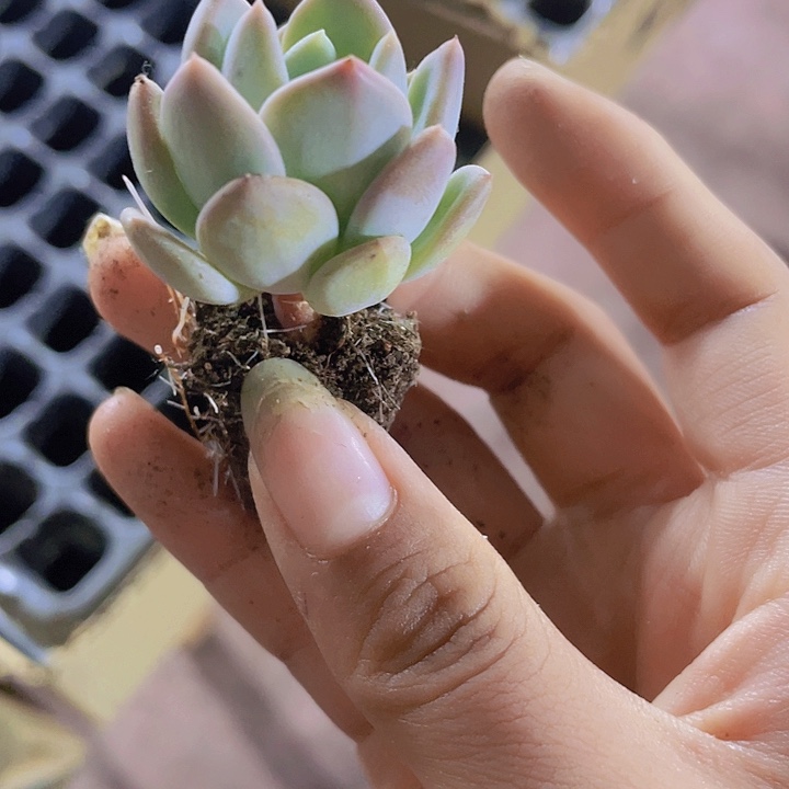 58精品玛瑙2米3颗