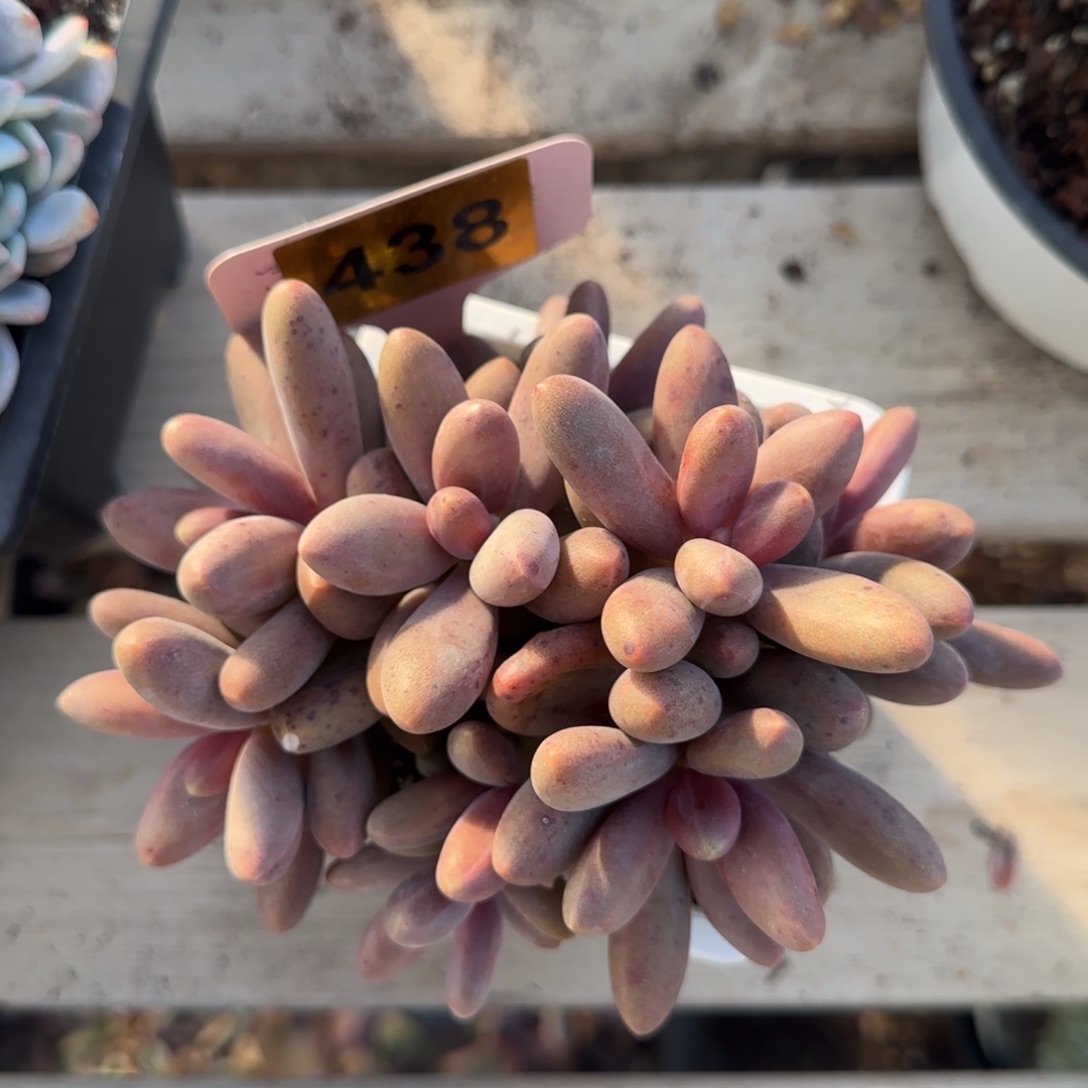 438号糖果美人自然群一颗