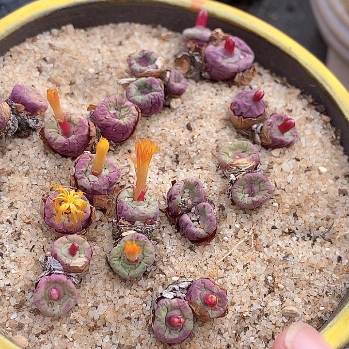 8518小红嘴样本一颗