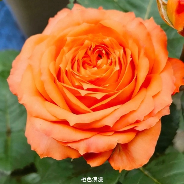【橙色浪漫】橙色大花勤花切花扦插盆栽月季！