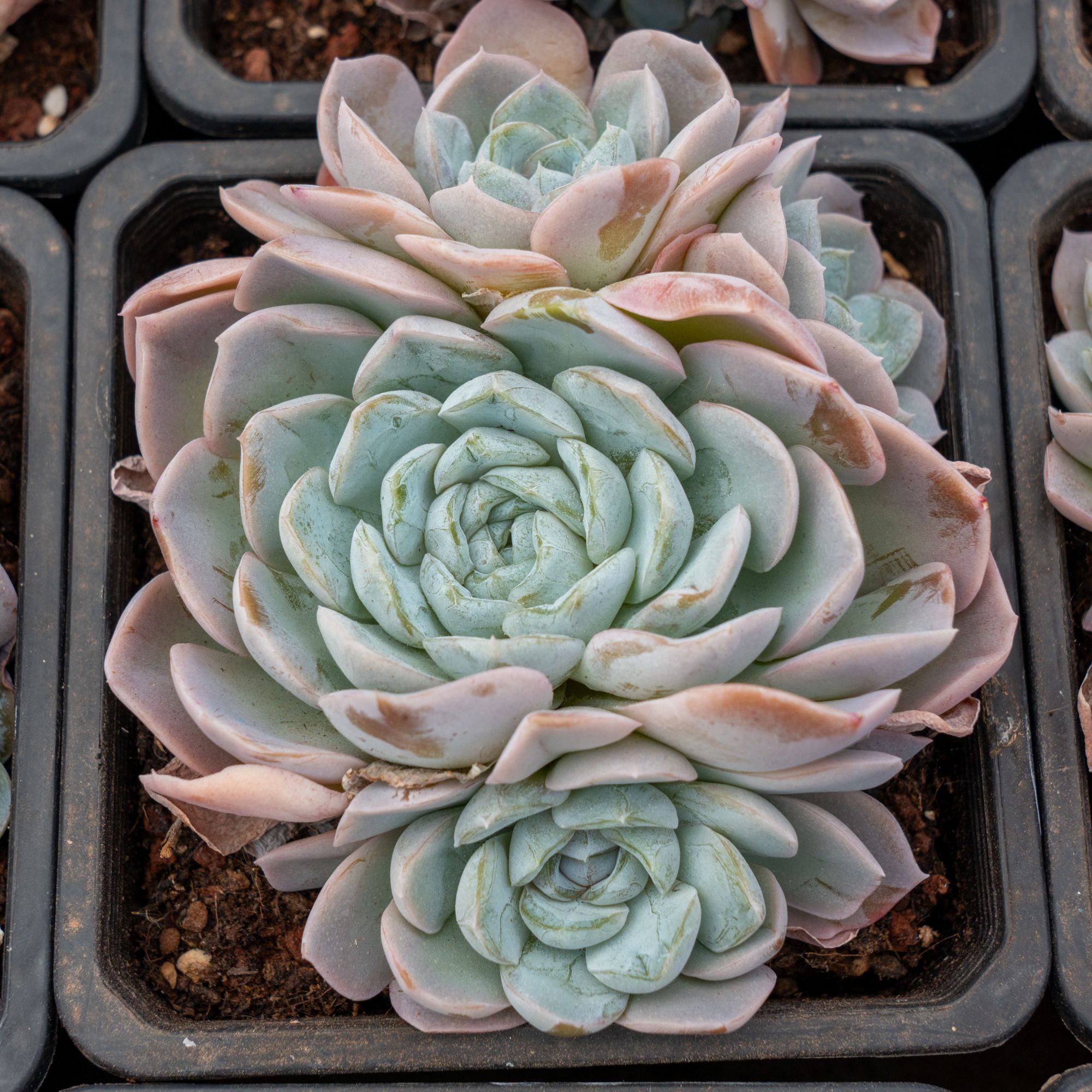 0131-胖虎-从前慢花园东云系多肉植物