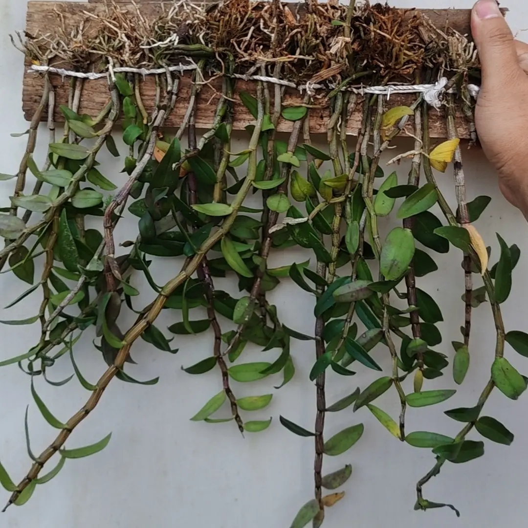 云南好物铁皮石斛杉树木板种植好的，木板长20厘米