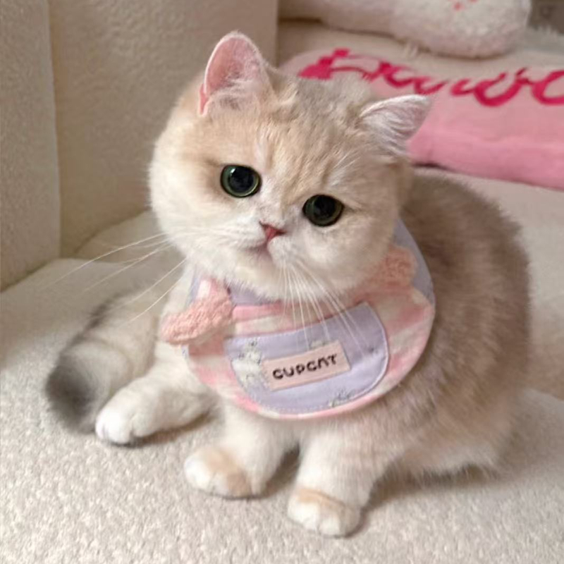 【八戒宠物小丹】活体猫猫