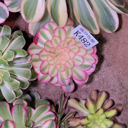 482倾城多肉植物