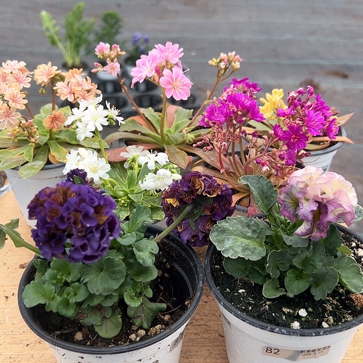 红陶抖音直播闪拍81/82