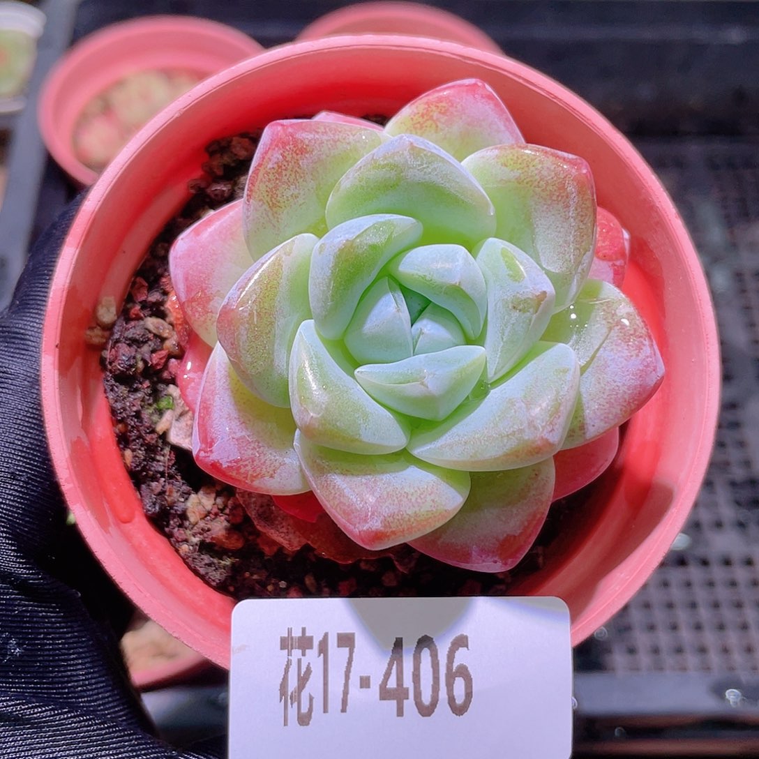 花利美17-406冰玉