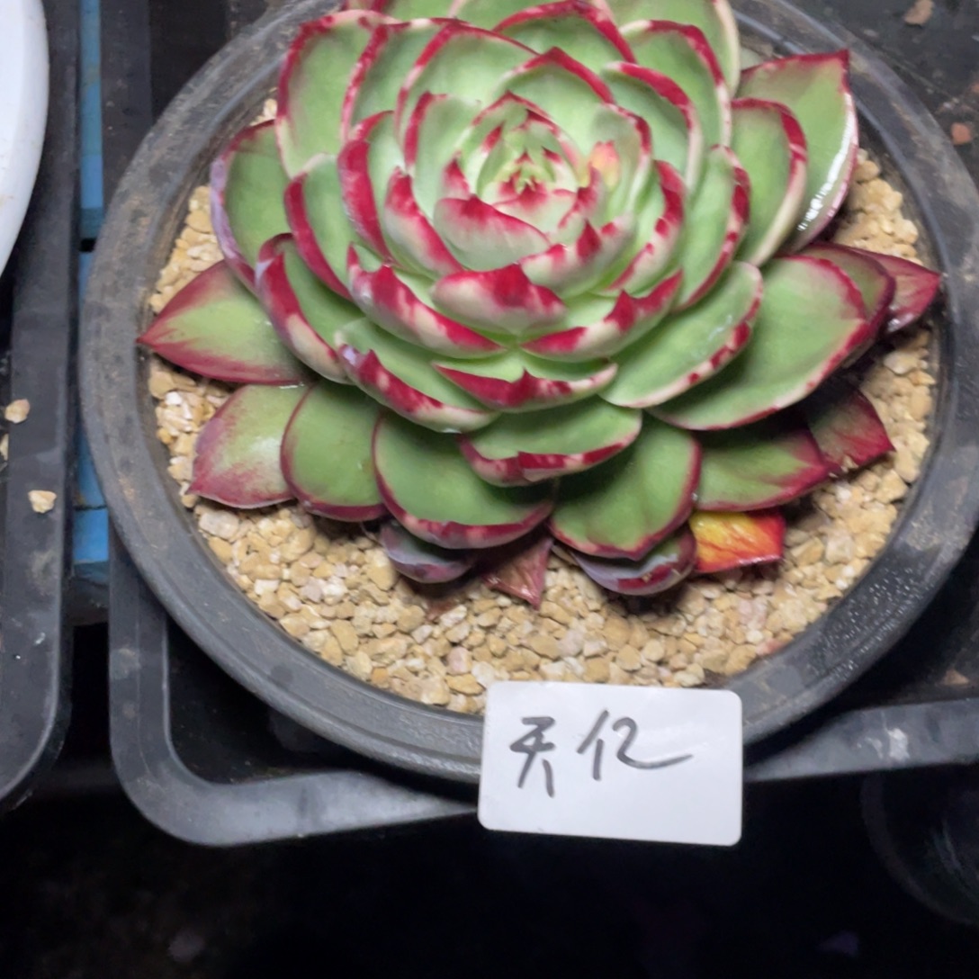 天***亿惊鸿仙子一物一拍