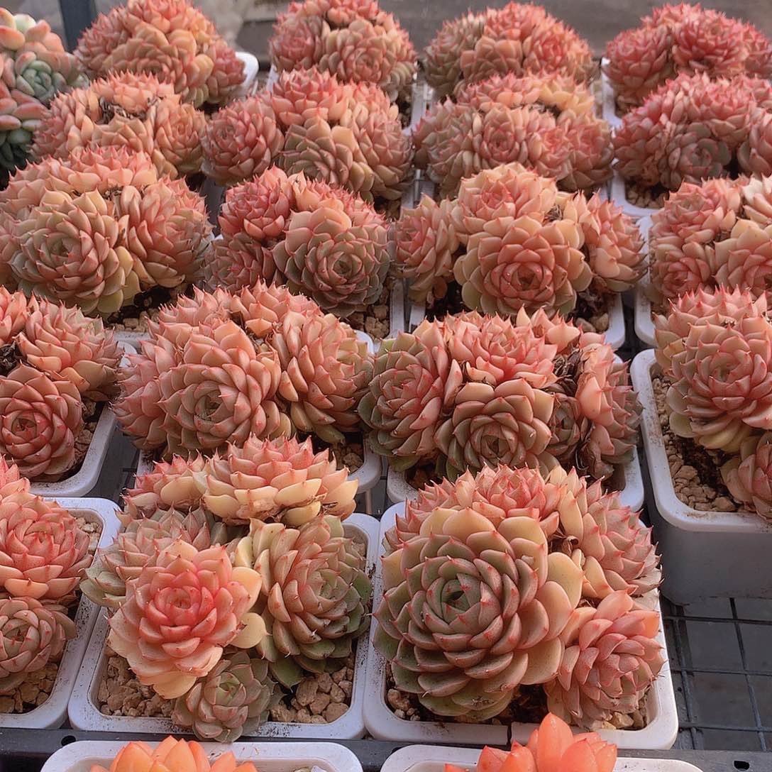 苯巴蒂斯群00000000000000