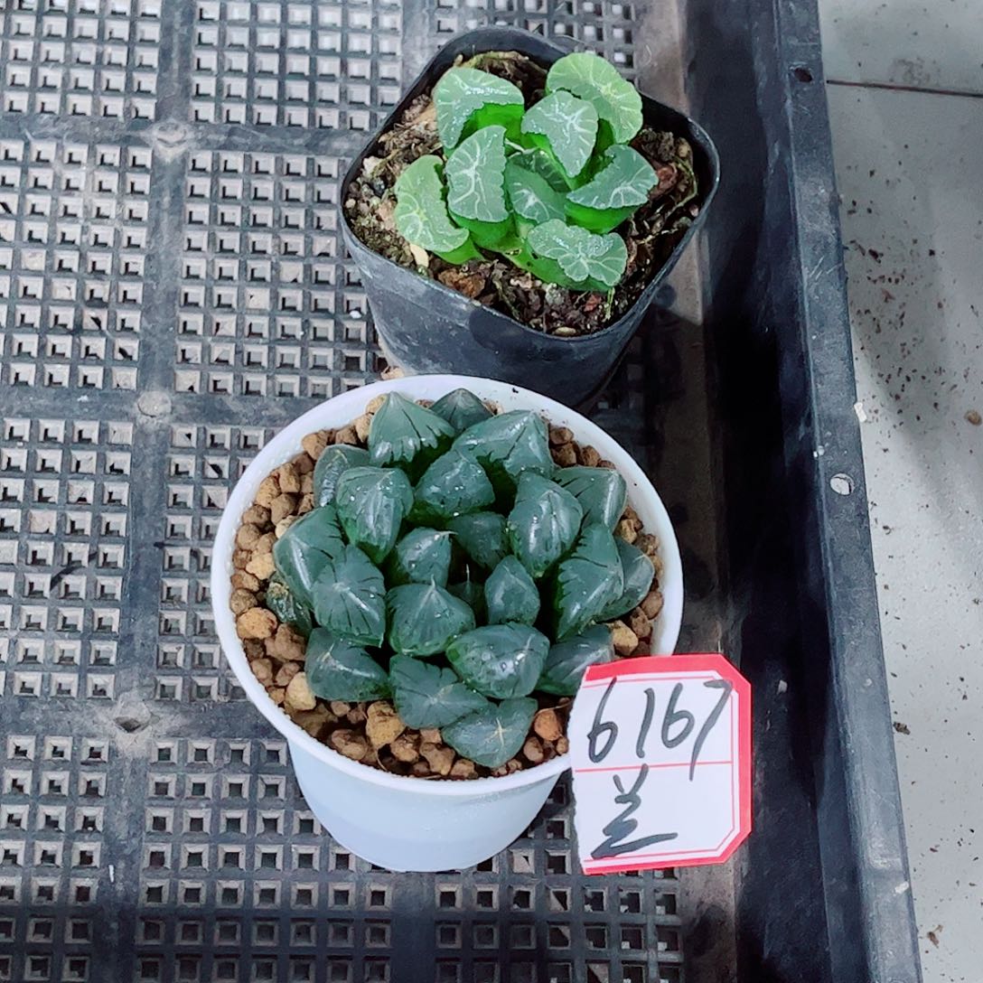 凤凰万象水晶玉露