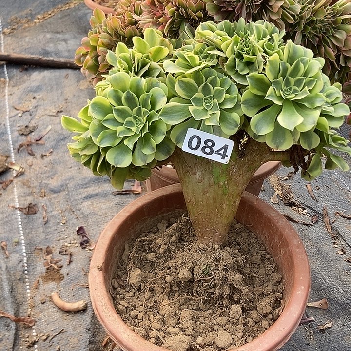 084绿豆沙缀化特价