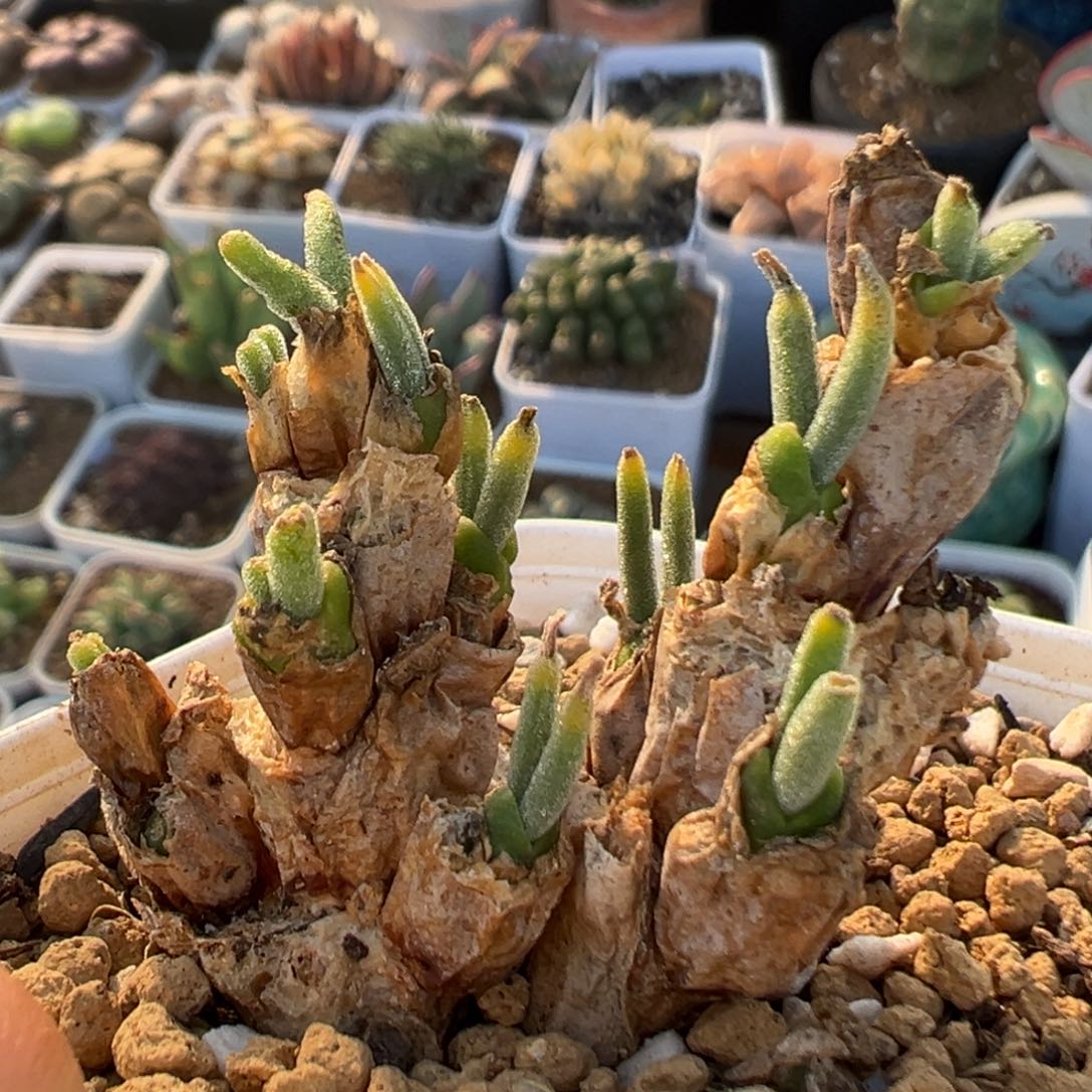120多肉植物百科植物