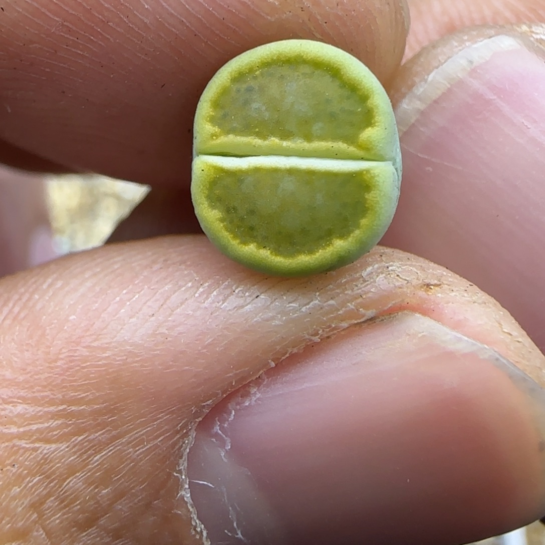 894 生石花大棚直播