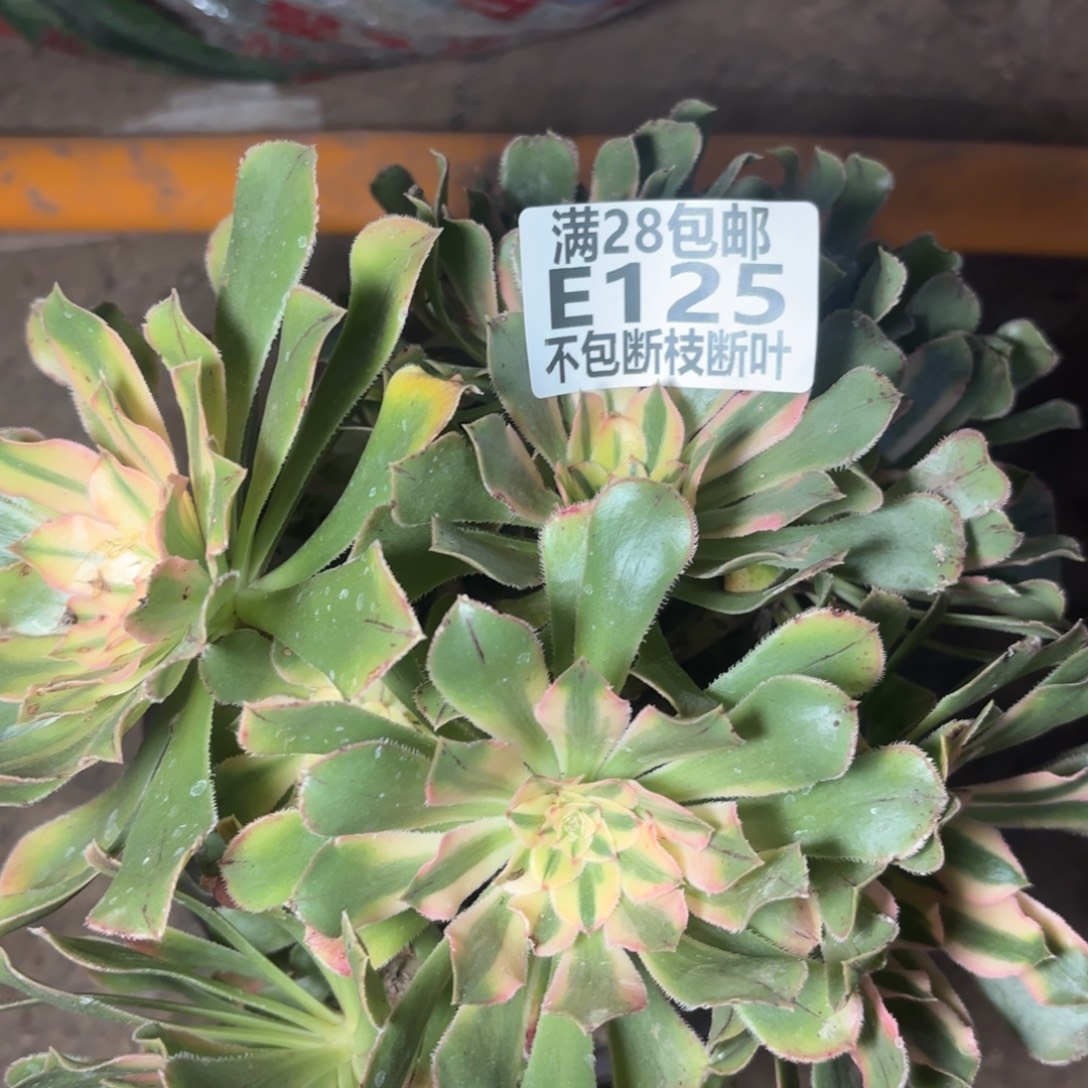 锦如云多肉植物11-125
