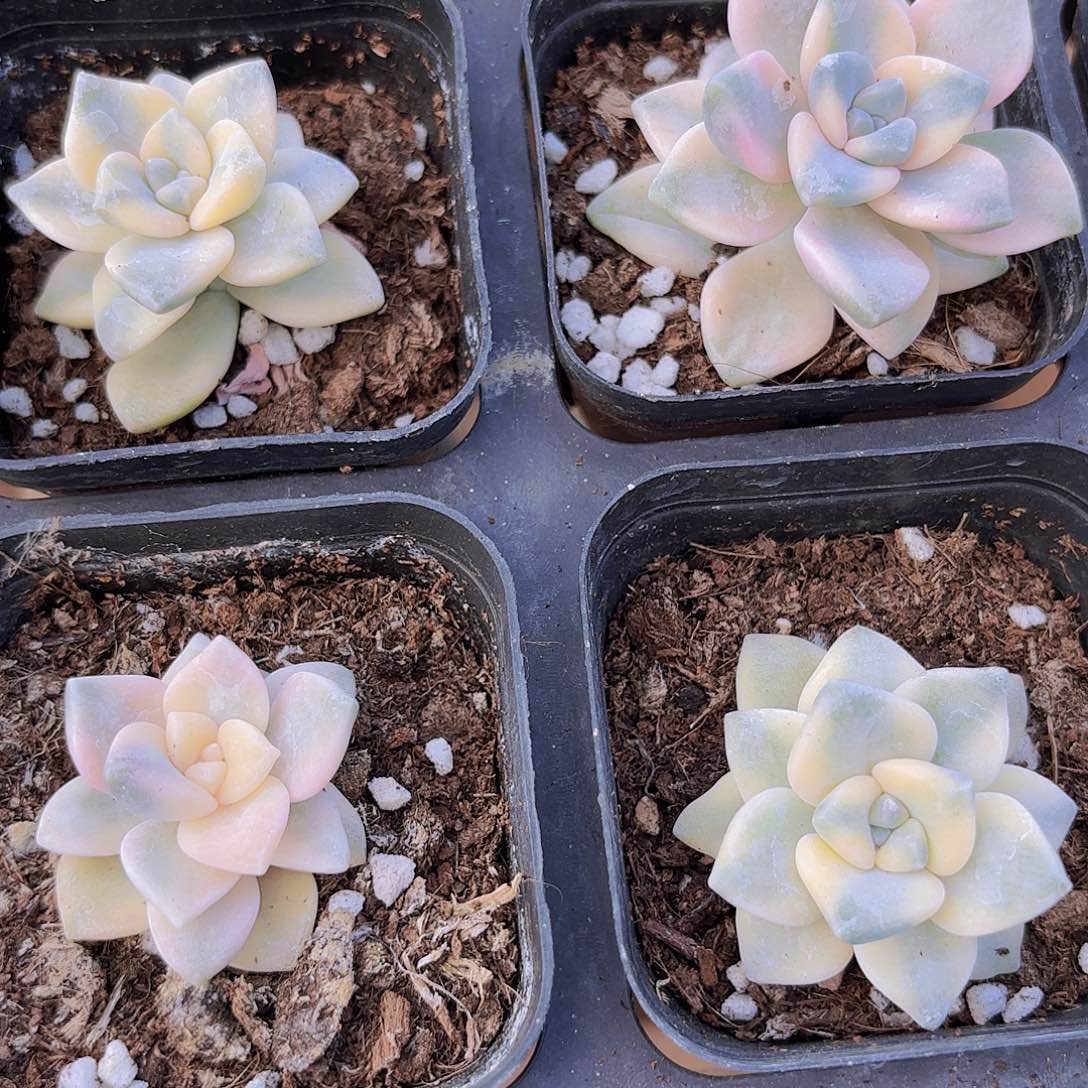 精品美杏锦多肉植物