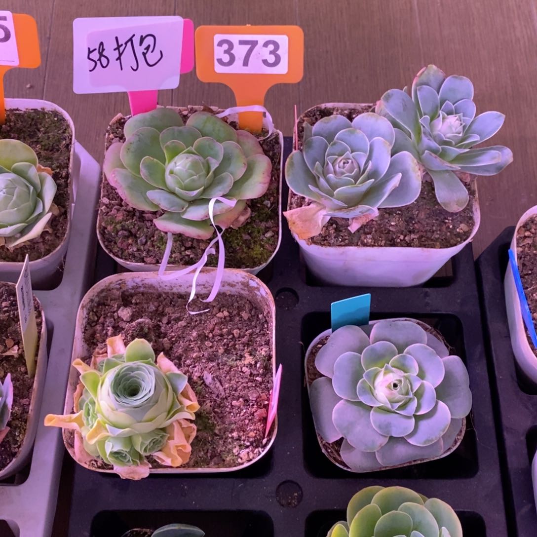红陶6盆一起373号