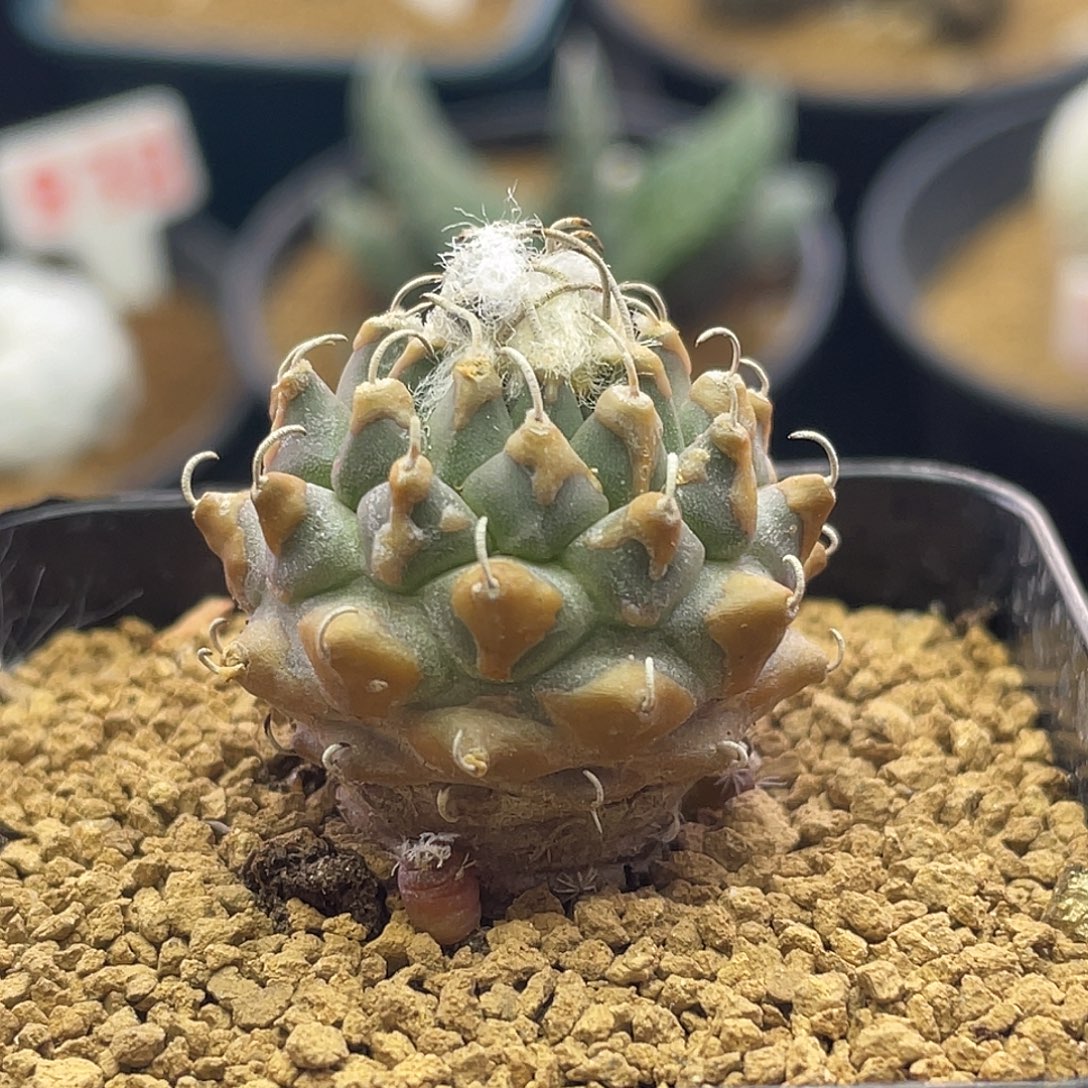 实生黄金焦糖尤遁地安德森有花苞