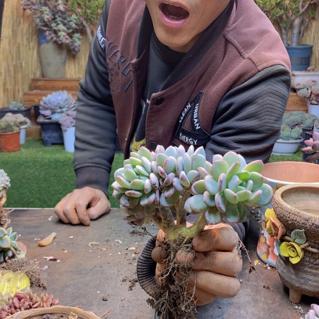 愛****?241号玛瑙缀多肉