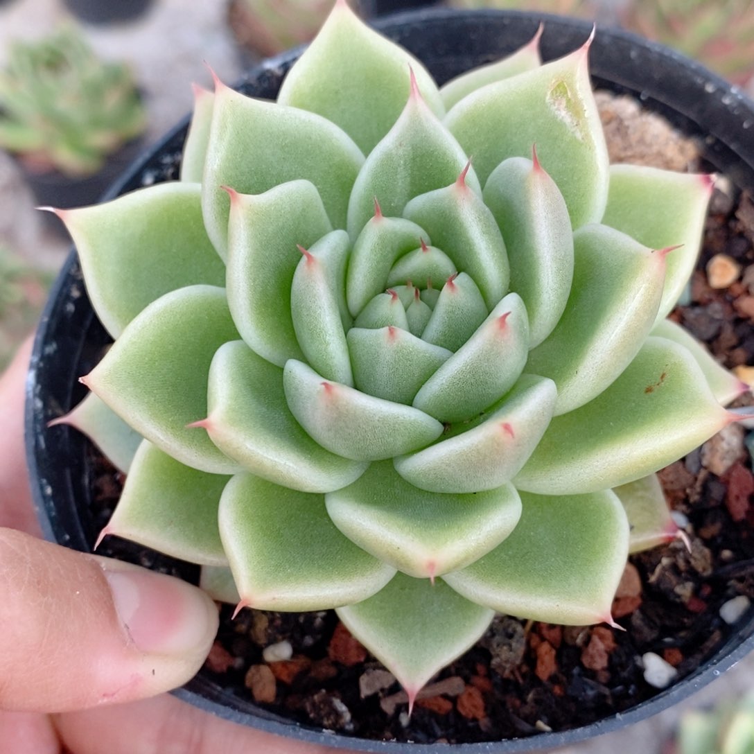 瑕疵2753 号东云系多肉植物新品奶白底
