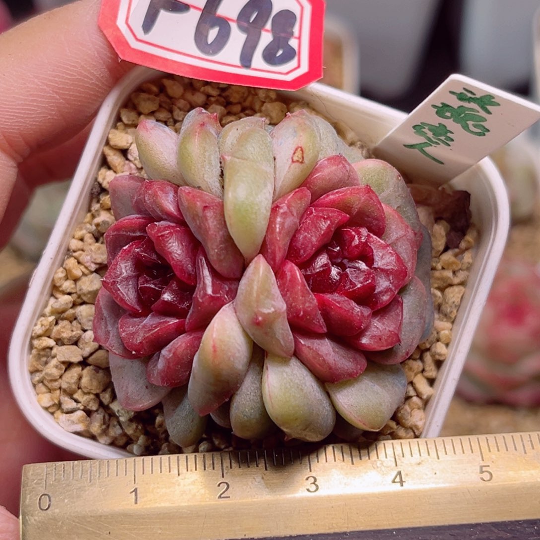 F698一物一拍 玫瑰恋人