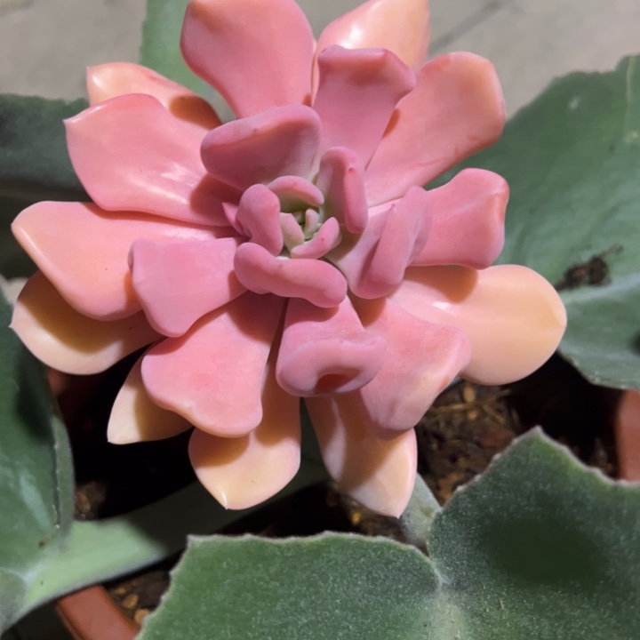 谁***谁丘比特锦一物一拍锦龙