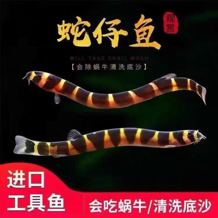 蛇仔鱼苦力泥鳅清理观赏鱼热带鱼残渣蛋白涡虫工具鱼缸清洁垃圾