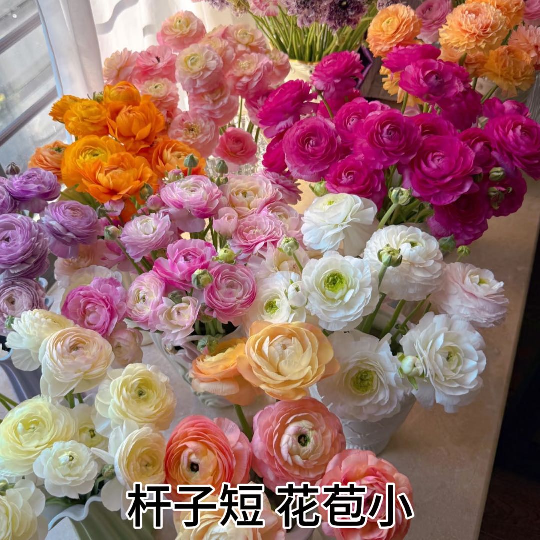 【情人节宠粉】不选色洋牡丹 鲜花两单起包邮（杆子短/花苞小）鲜花