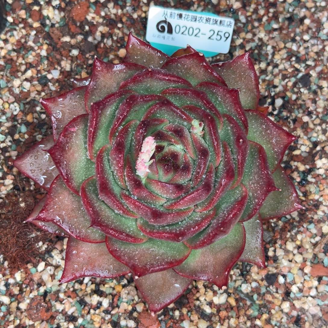 多肉一物一拍0202-259