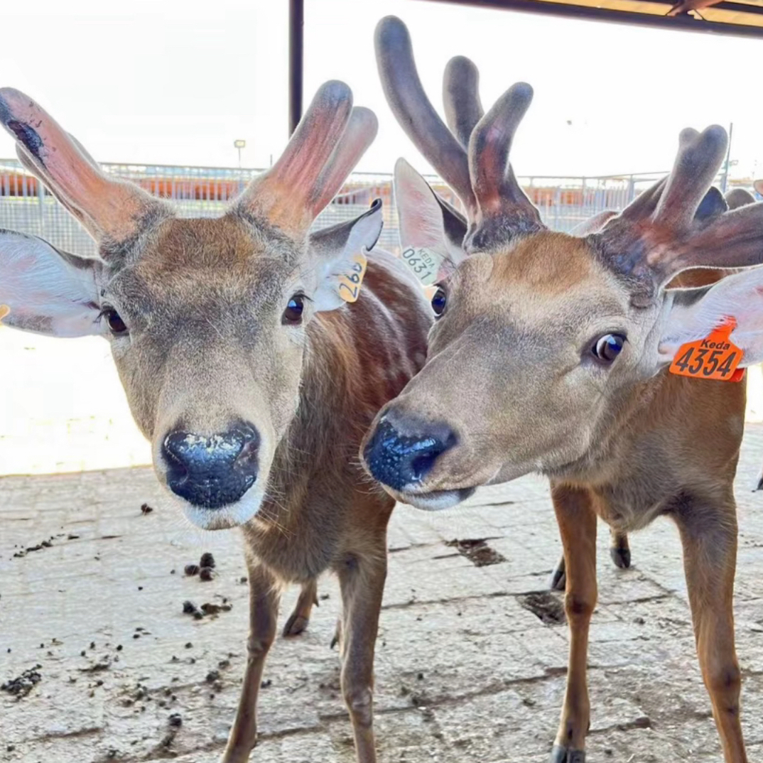 鹿产品～直播间下单，以实物为准
