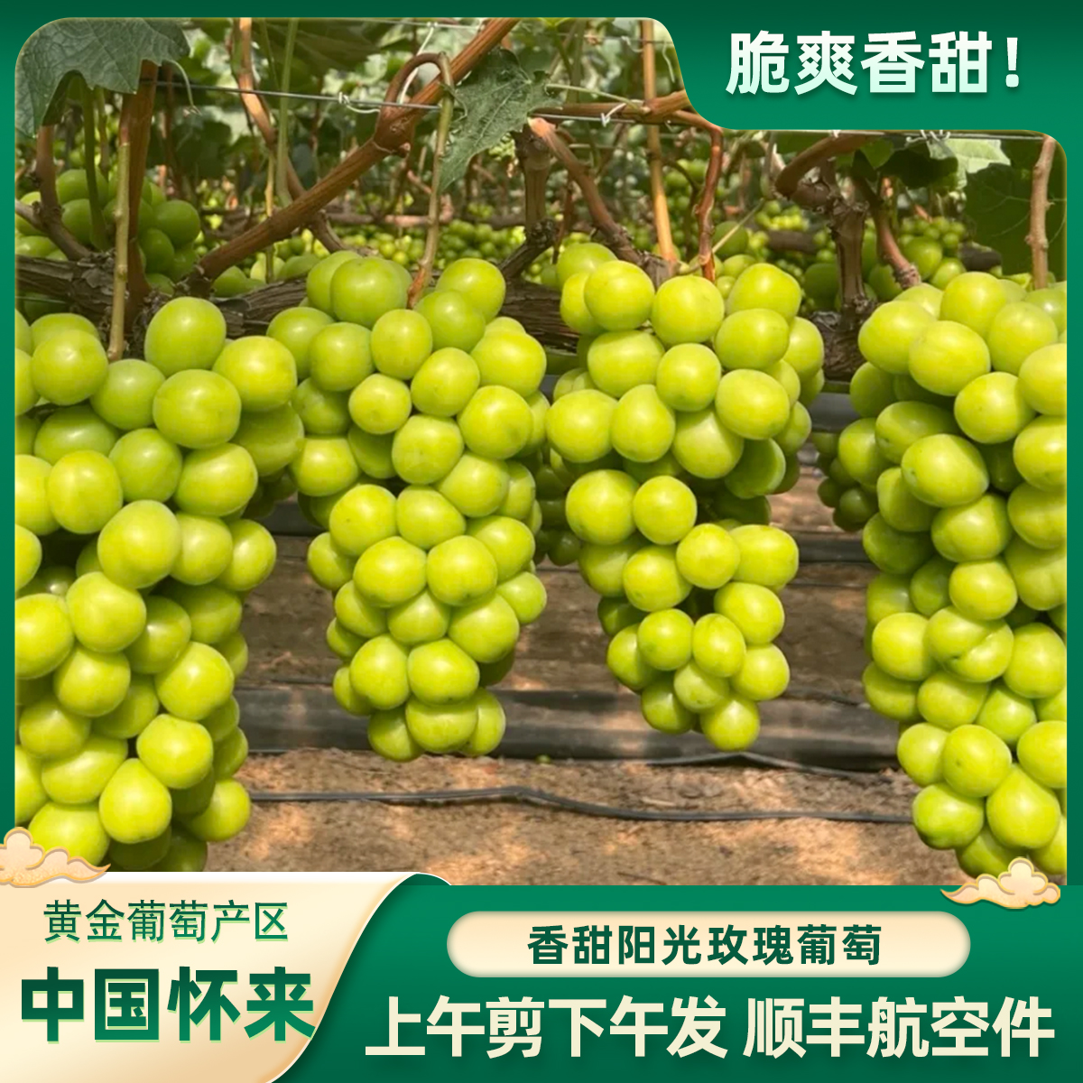 【八斤专享】阳光玫瑰怀来葡萄张家口特产
