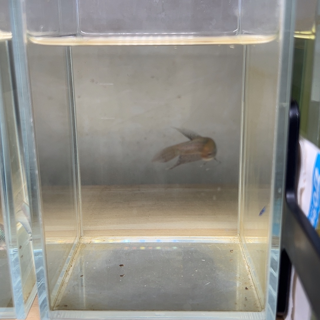 海水鱼泰国斗鱼原斗23号