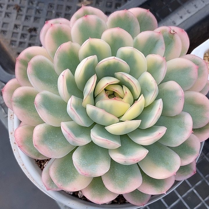 草莓冰锦多肉植物的