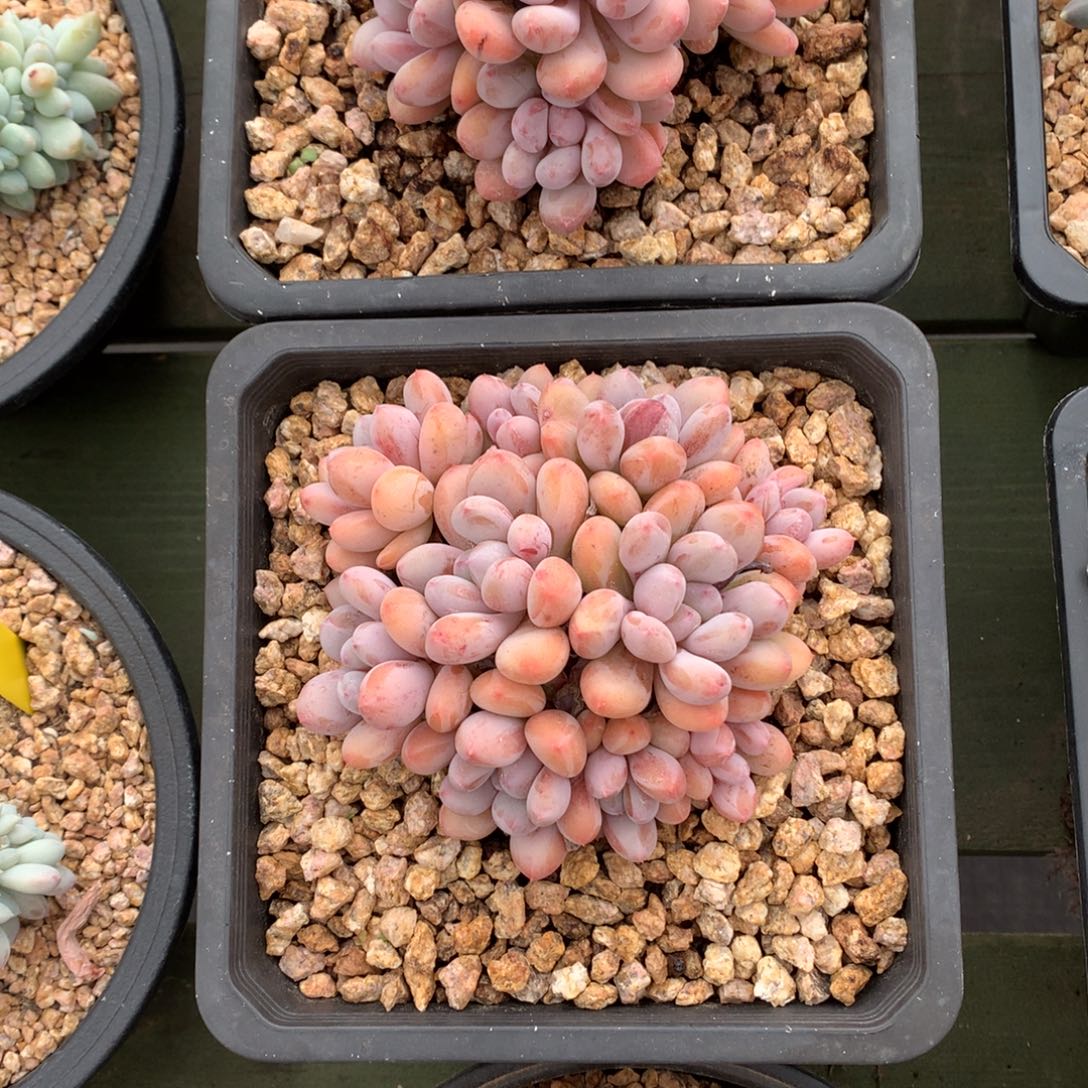 香香雪 多头 一颗  