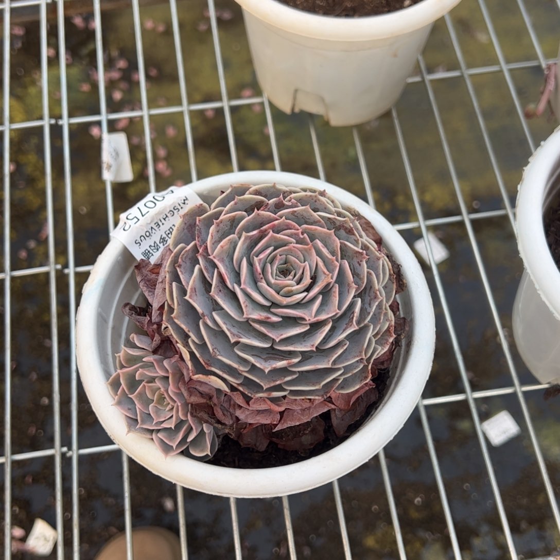 天赐单头起多肉植物