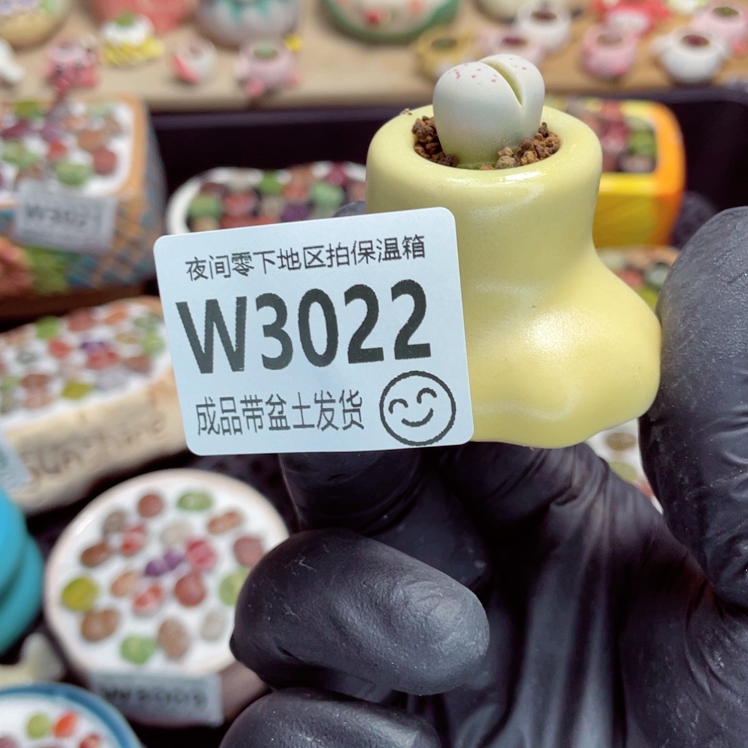 夜间零下地区拍保温箱w3022