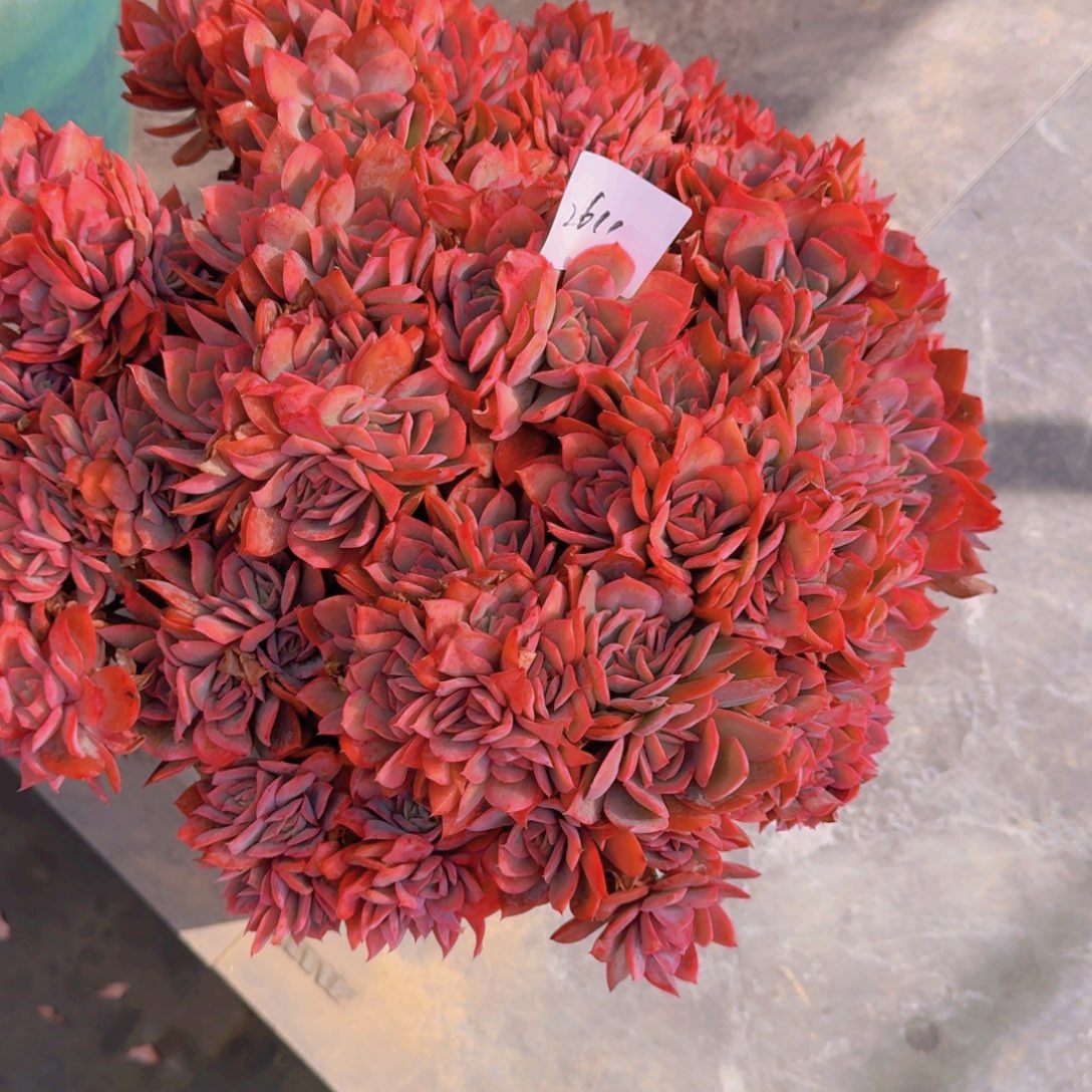 2611奇罗多肉物流到付