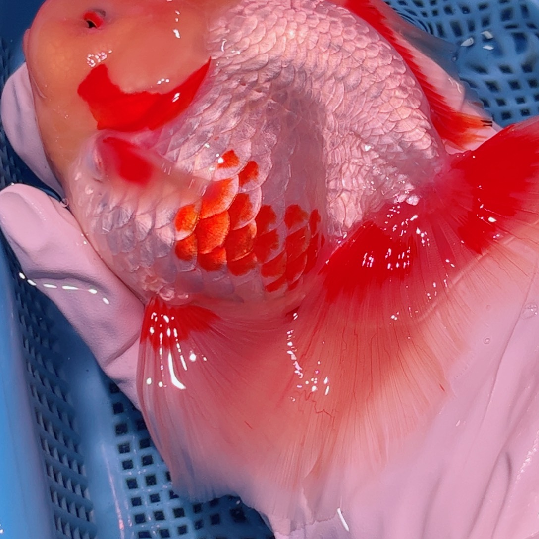 狮头鱼直播间一物一拍